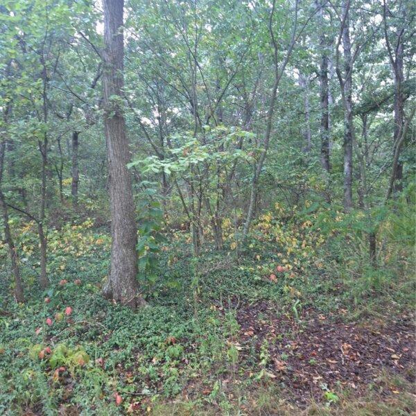 52000 | 10021 Lark Rd, Potosi, MO 63664